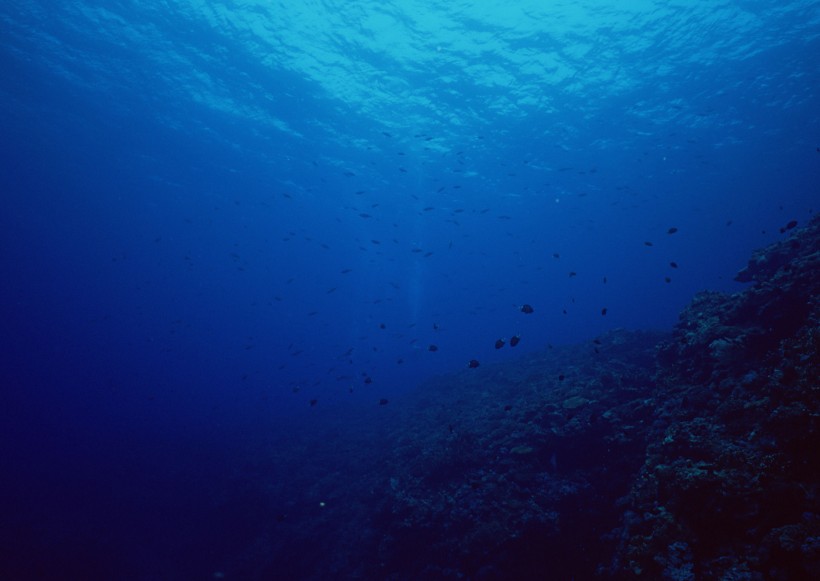 海底生物图片