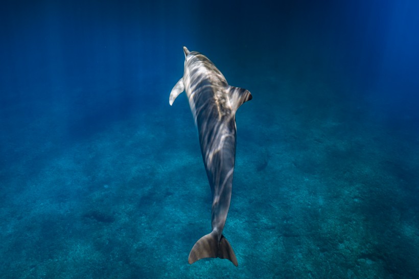 深海里的鯨魚圖片