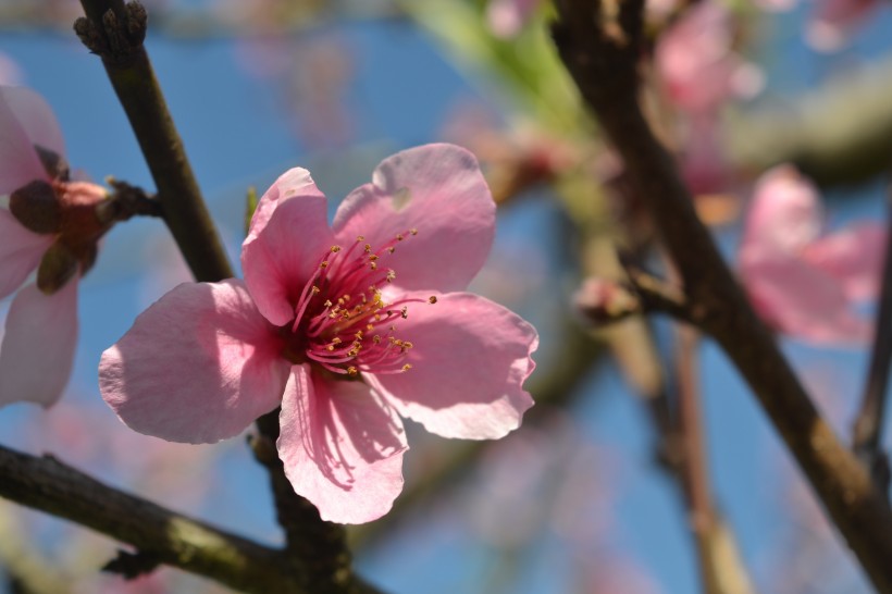 枝頭盛開(kāi)的桃花圖片