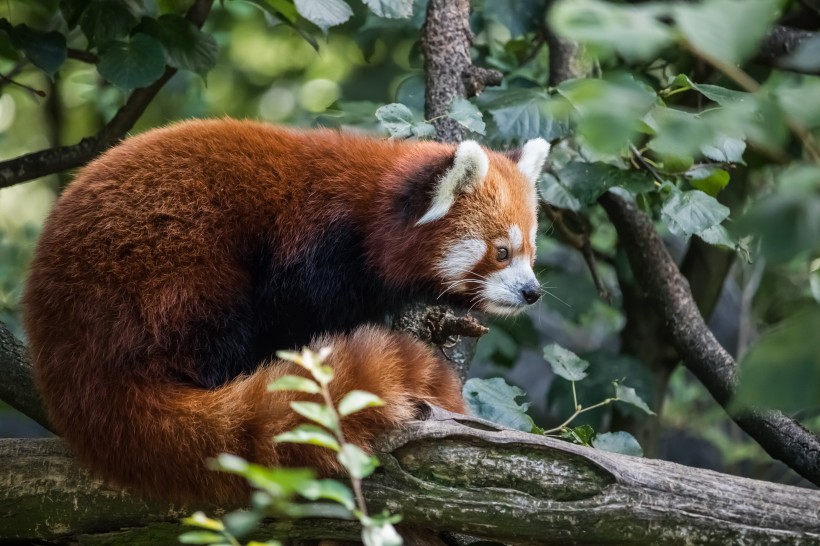 活泼可爱的小熊猫图片