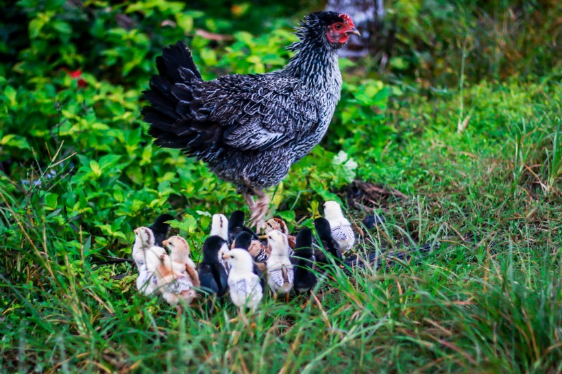 農(nóng)家養(yǎng)的公雞和母雞圖片