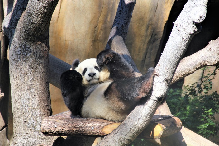 動物園里的國寶大熊貓圖片