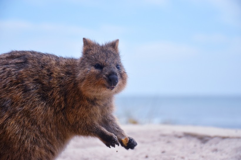 快乐的澳洲短尾矮袋鼠图片