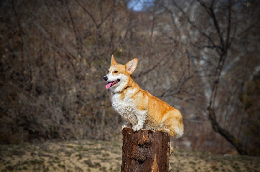 灵活聪明的威尔士柯基犬图片