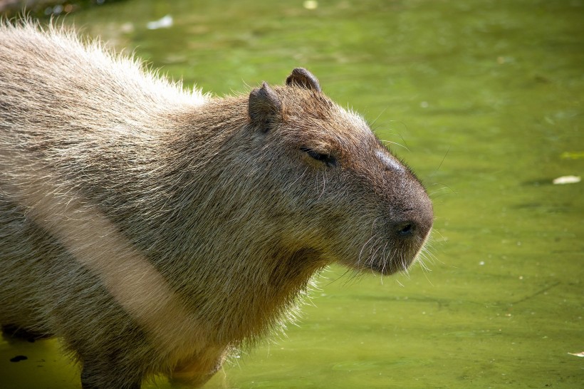 世界上最大的嚙齒動物水豚圖片