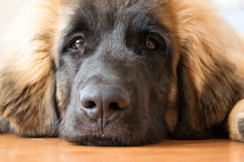 體型高大的蘭波格犬圖片