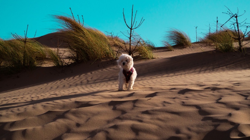 活泼可爱的比熊犬图片