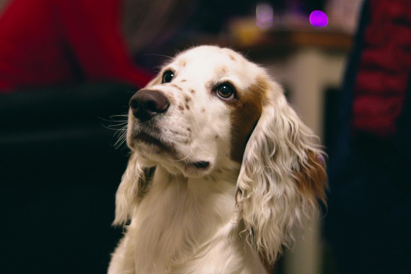 優(yōu)雅的英國雪達(dá)犬圖片