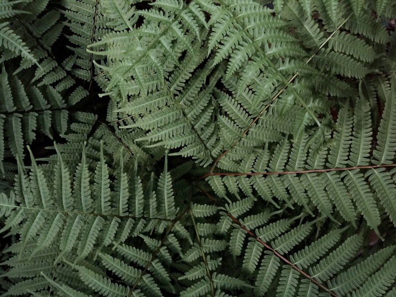 野生綠色蕨類植物圖片