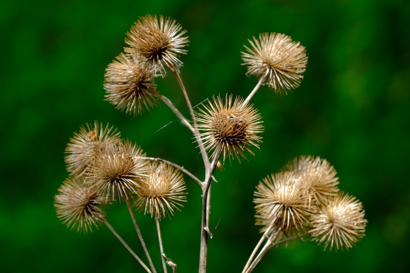 秋季干牛蒡图片