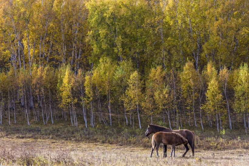 乌兰布统草原秋天自然风景图片