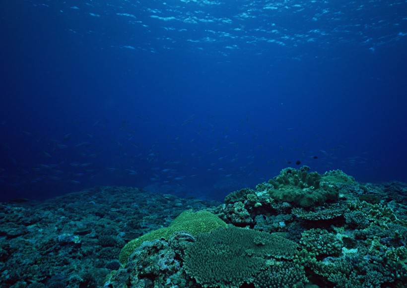 海底生物图片