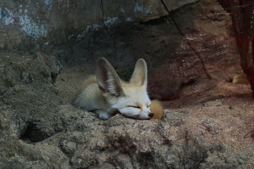 可爱的耳廓狐图片