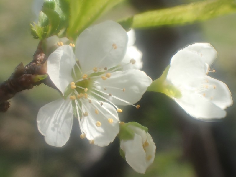 白色的李子花图片