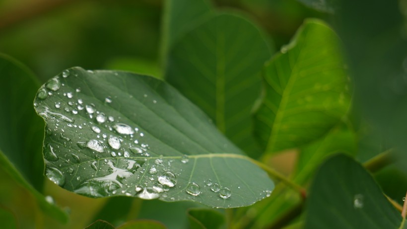 雨后綠葉圖片