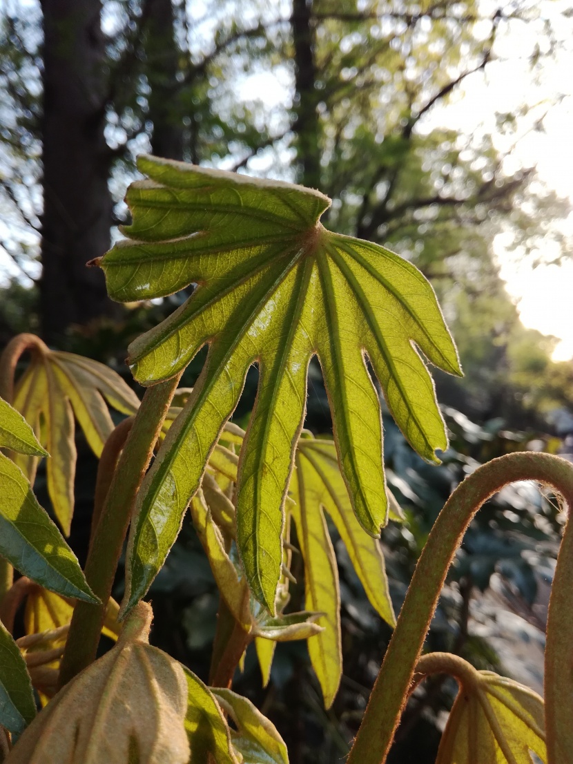 野外的植物图片