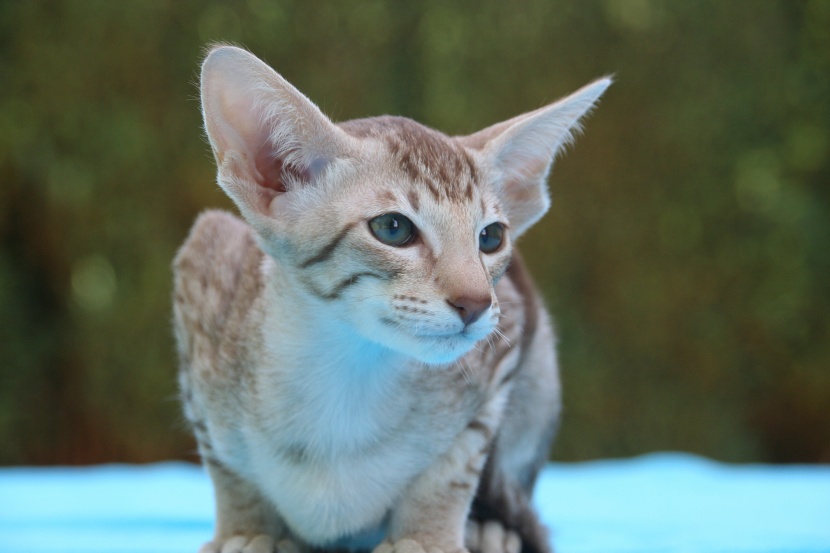 活泼好动的东方短毛猫图片