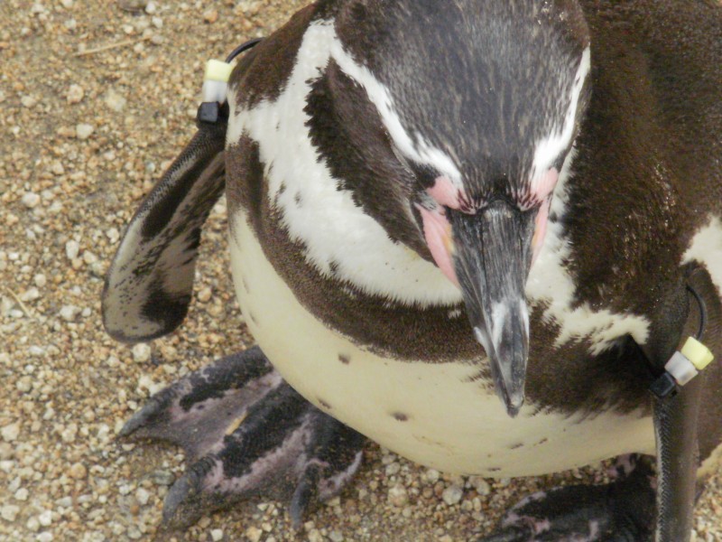 水族館里可愛的企鵝圖片