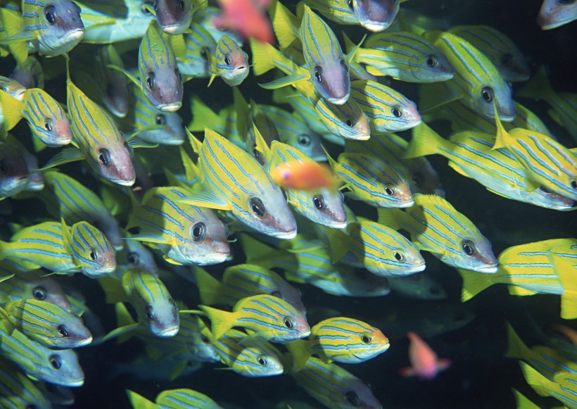 海底生物图片