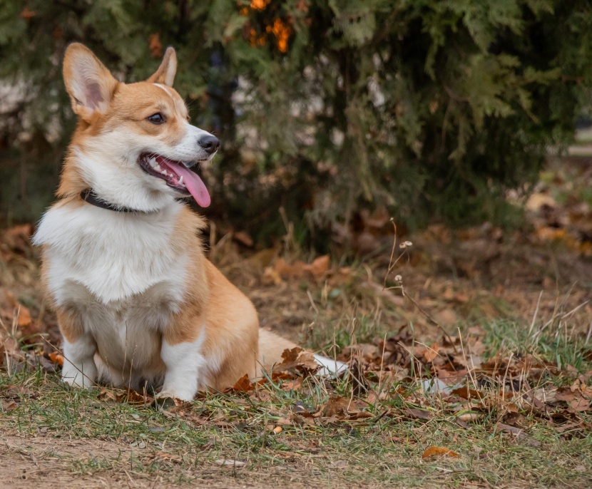 灵活聪明的威尔士柯基犬图片