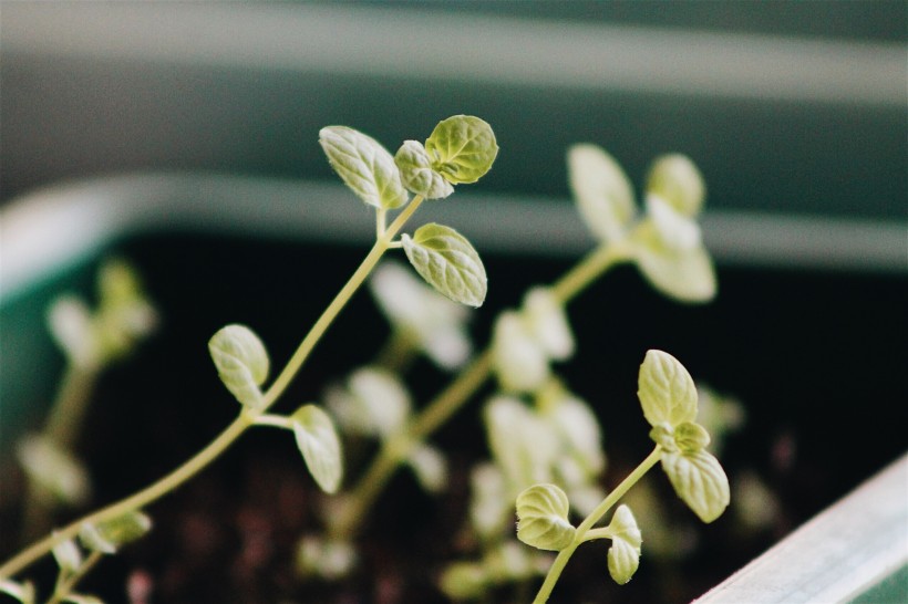 植物的幼苗圖片