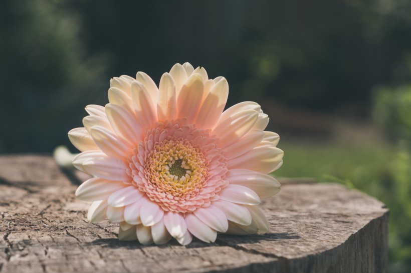 花瓣艳丽花朵硕大的非洲菊图片