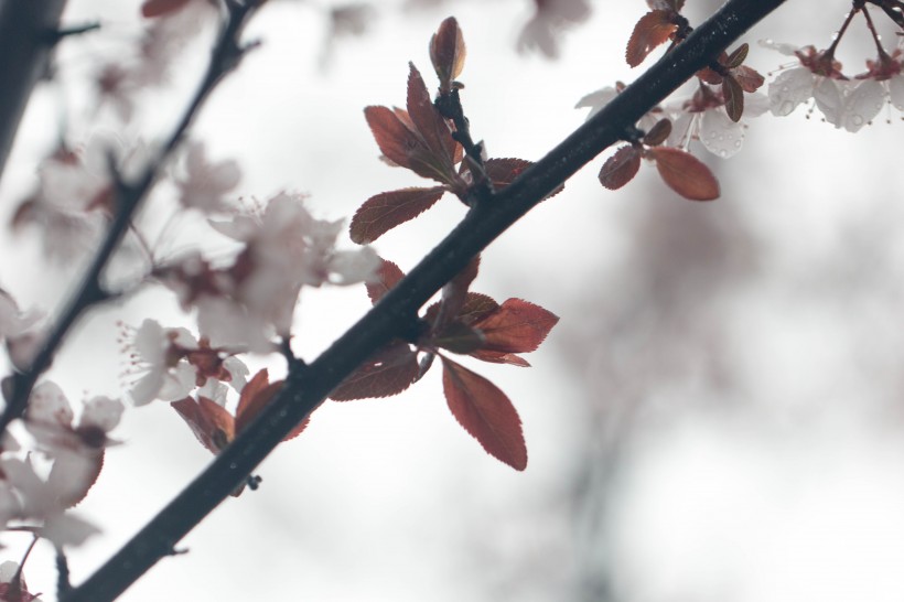 淡粉色樱花图片