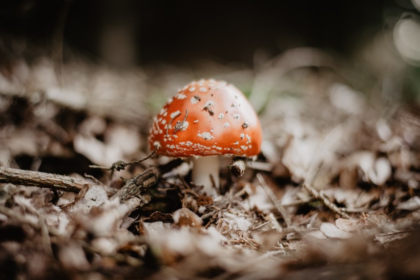 森林里的紅色毒蠅傘蘑菇圖片