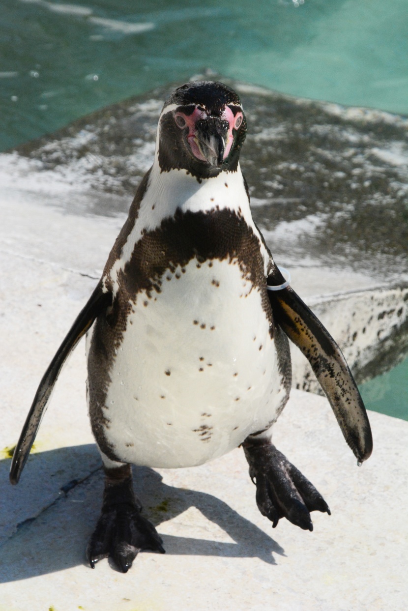 水族馆里可爱的企鹅图片