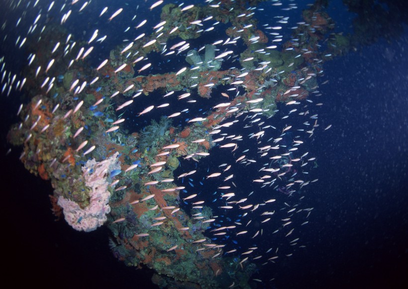 海底生物图片