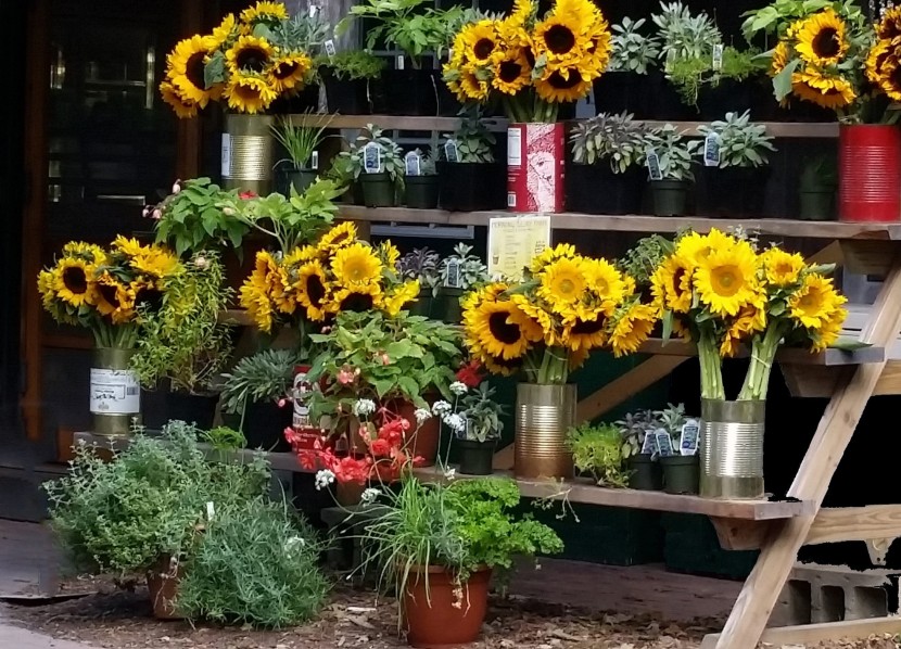 美丽的花店鲜花图片