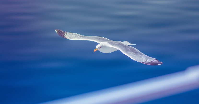 自由飞翔的白色海鸥图片