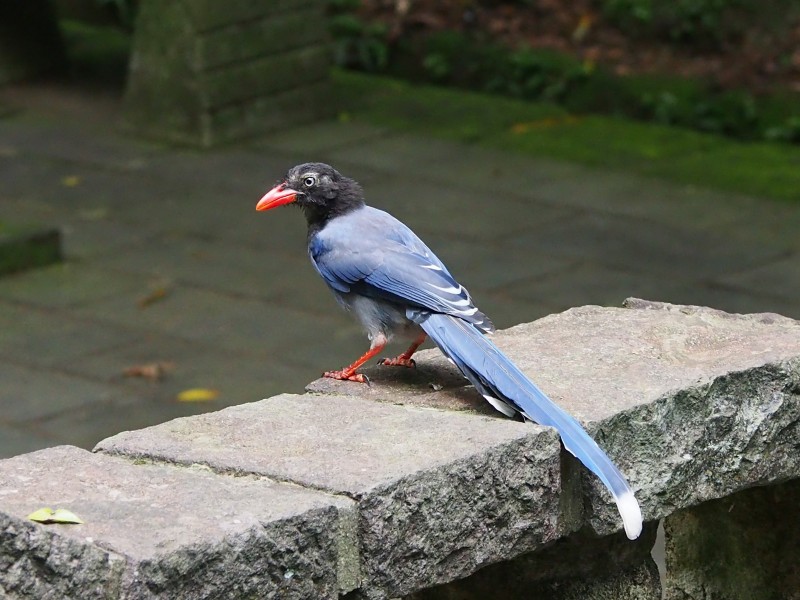 长尾巴的可爱台湾蓝鹊图片