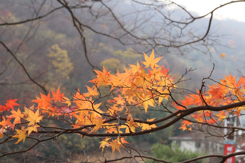 多彩的秋季枫叶图片