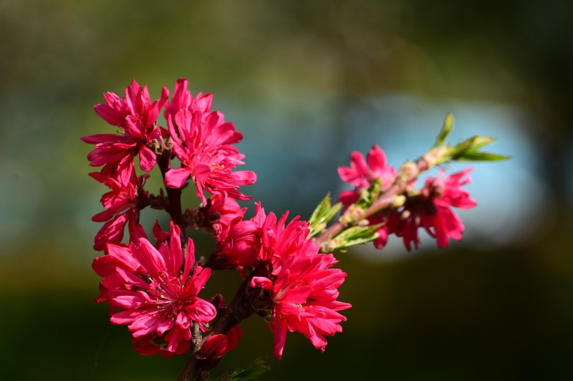 菊花桃圖片