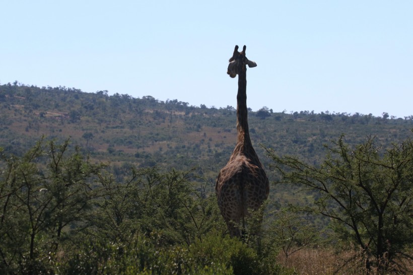 身材高大脖子修长的长颈鹿图片