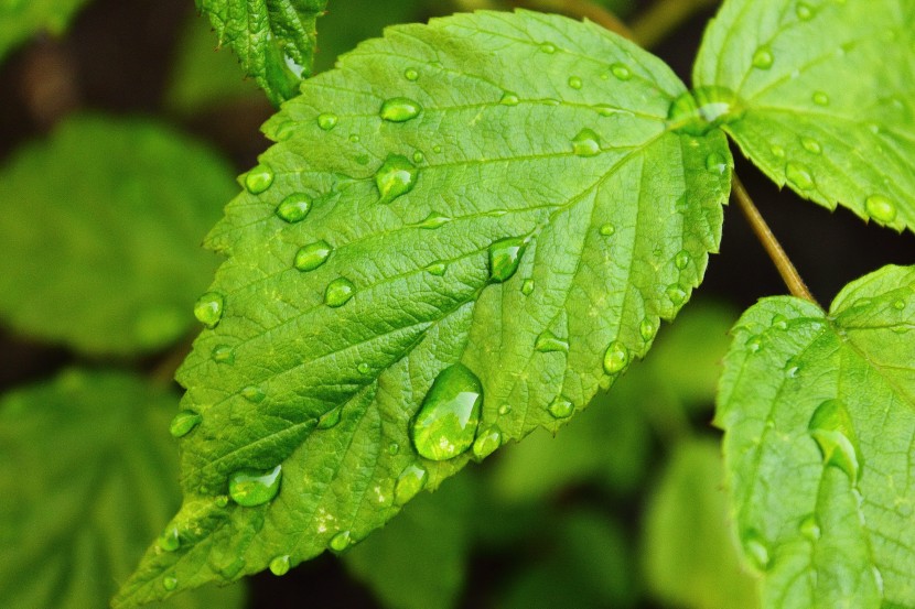 雨后的绿色植物图片