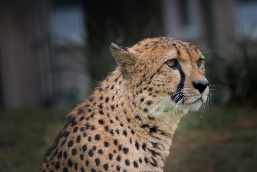 野生猎豹高清图片