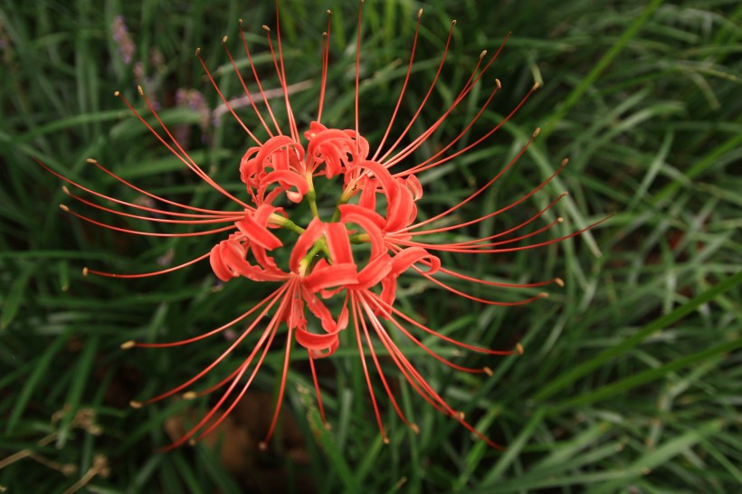 紅色熱情的曼珠沙華圖片