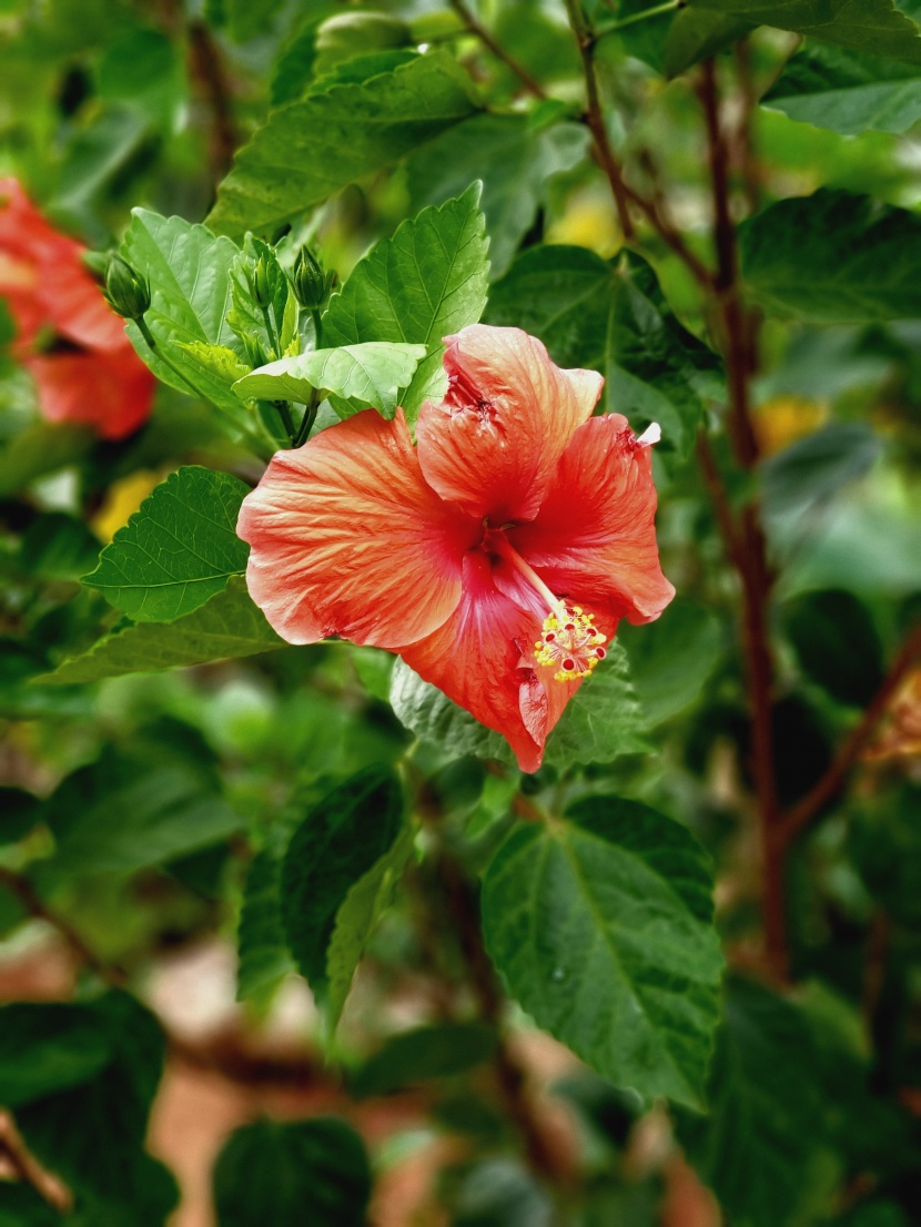 纤细清雅的芙蓉花图片