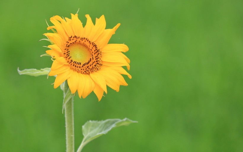 唯美護(hù)眼太陽(yáng)花圖片