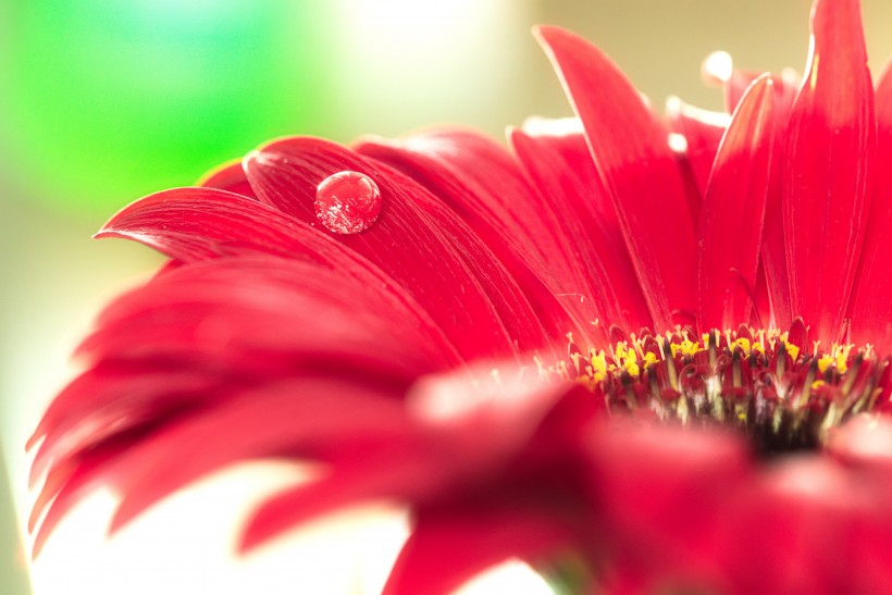 花瓣艳丽花朵硕大的非洲菊图片