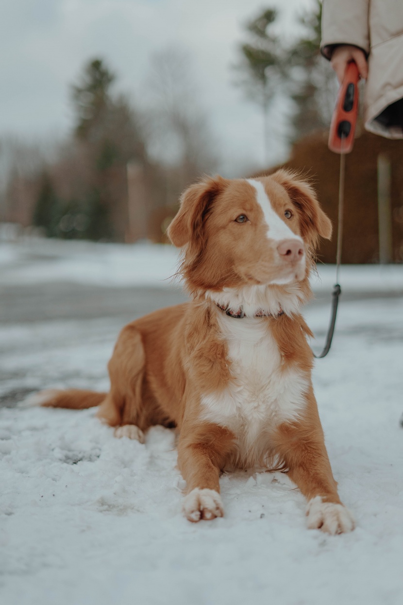 雪地里的狗狗圖片