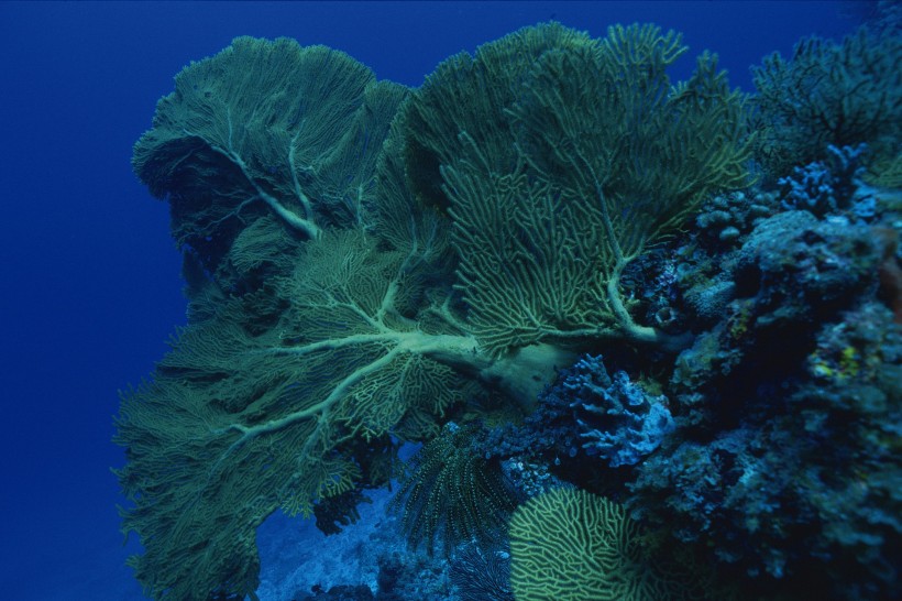 海底海藻圖片