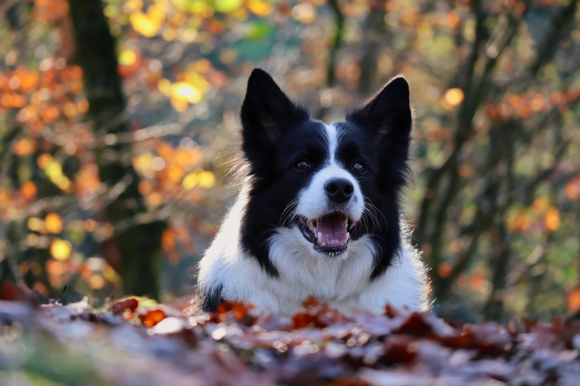 聰明敏銳的邊境牧羊犬圖片