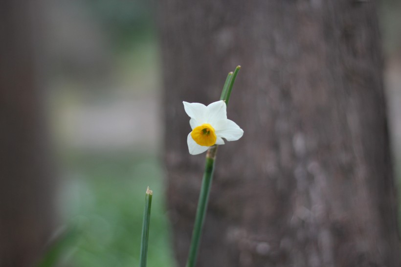 短蕊石蒜花图片