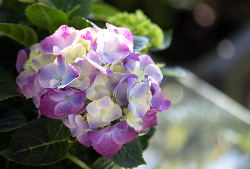 花團錦簇的淡紫色八仙花圖片