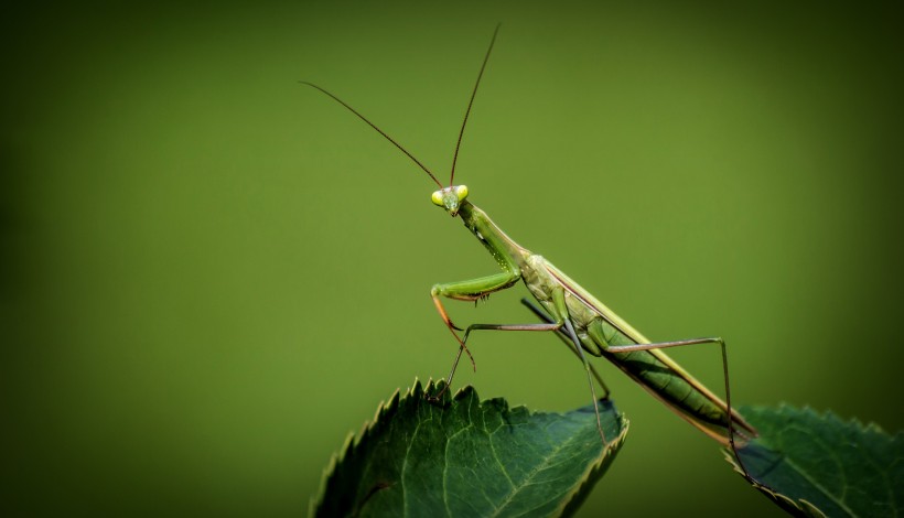 浑身绿色的螳螂图片