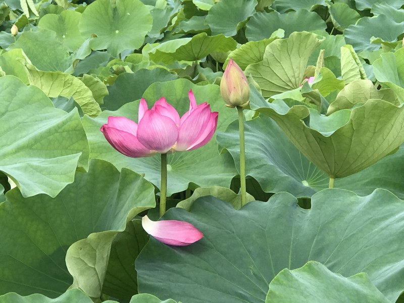 各種顏色美麗荷花圖片