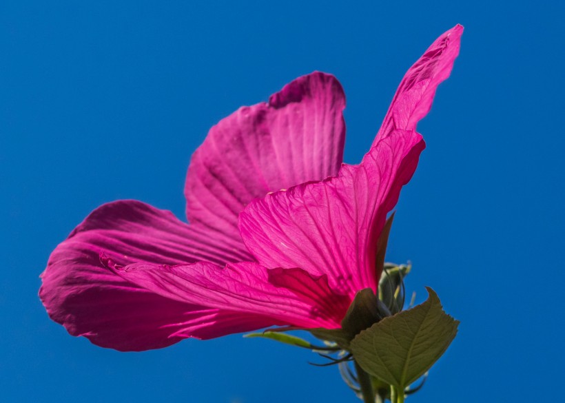 五颜六色娇柔的芙蓉花图片